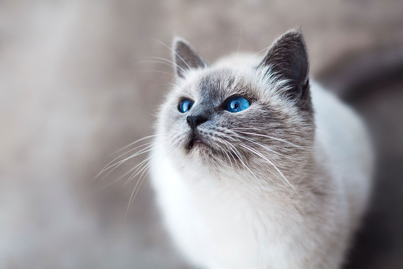 Gatto curioso
