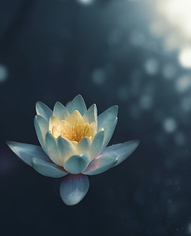 Lotus Flower