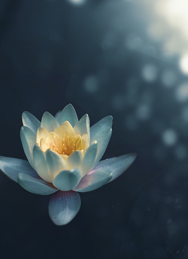 Serene Water Lily