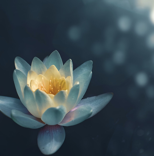 Lotus Flower