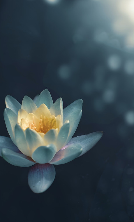 Fleur de lotus