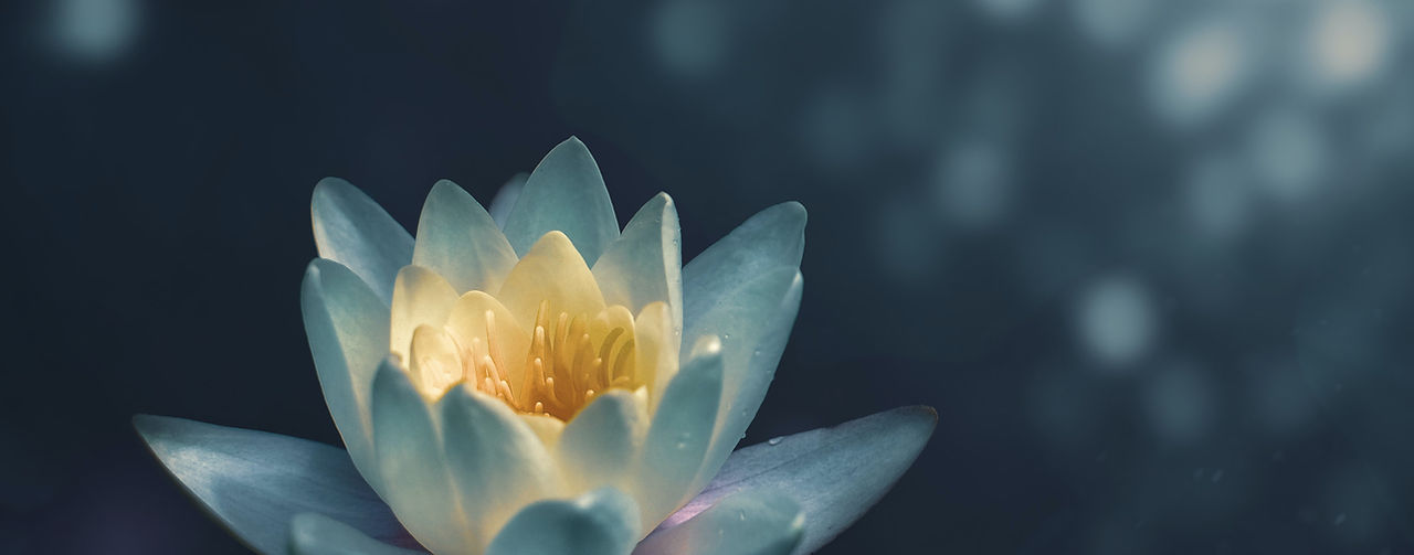 Fiore di loto