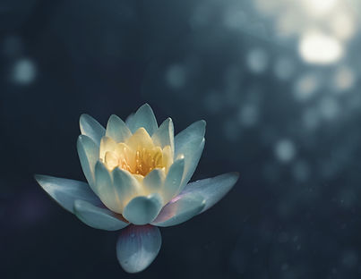 Lone Water Lily