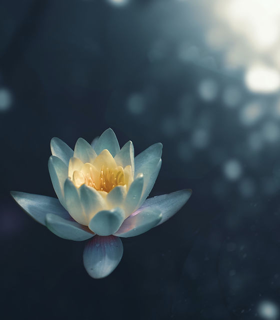 Lotus Flower