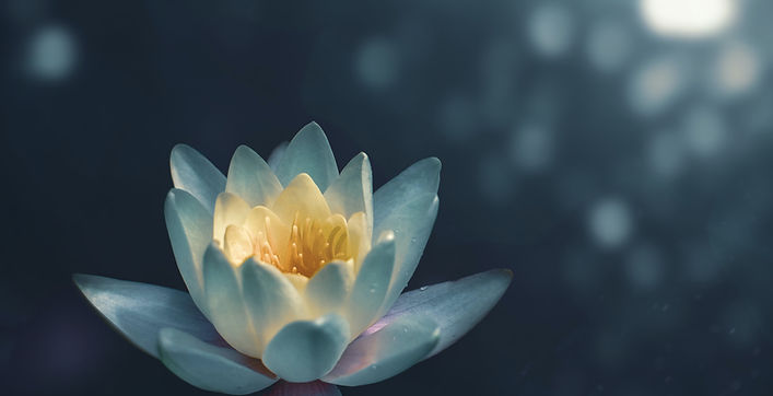 Serene Water Lily