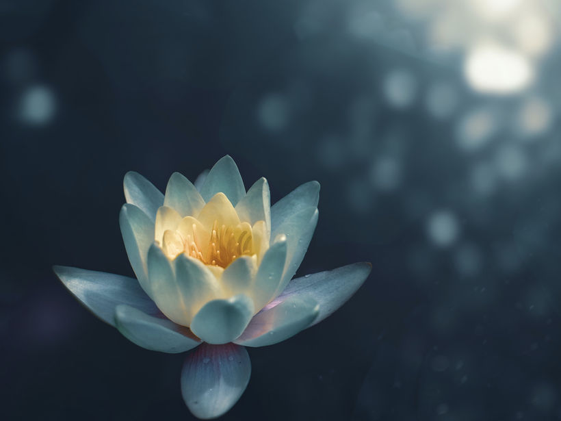 Lotus Flower