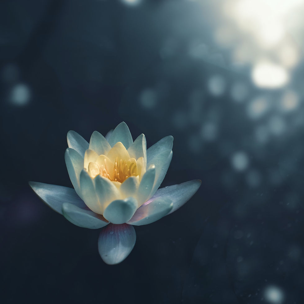 Nénuphar solitaire