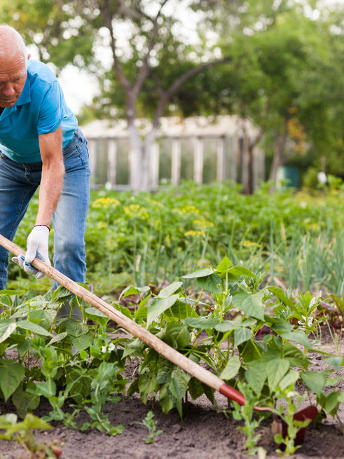 Man gardening