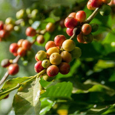 Coffee Regions of Costa Rica