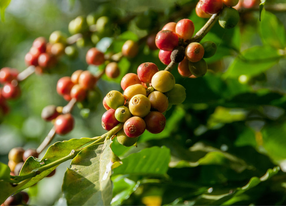 Coffee Plant Branch
