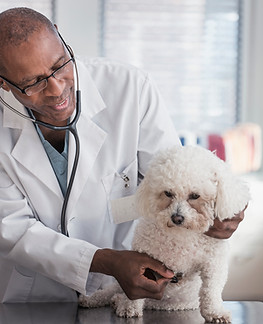 Clinical Dog Examination
