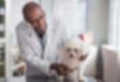 Vet Examining Dog