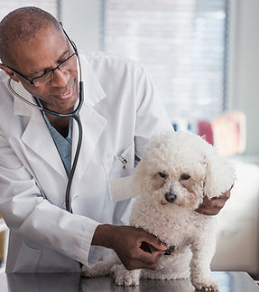 Exame do veterinário do cão