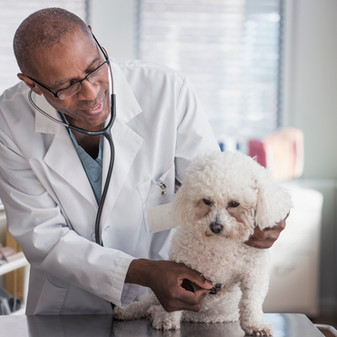 Clinical Dog Examination