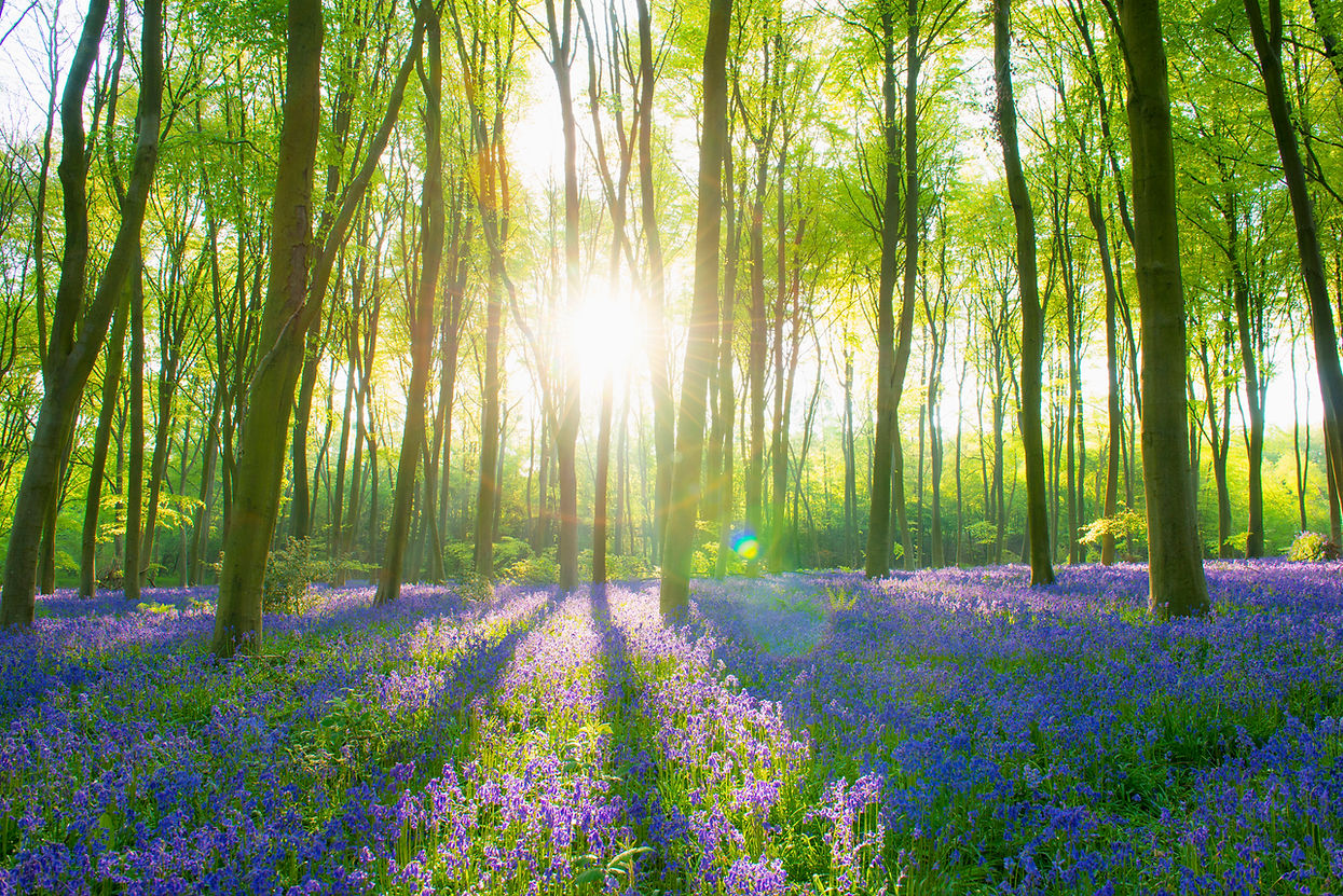 Sunlight streams through a lush forest of tall trees