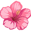 Pink Hibiscus Flower