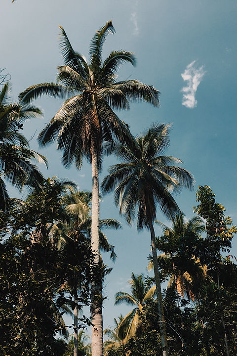 Tall Palm Trees