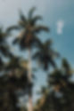 palmeras altas