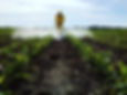Agricultural Spraying