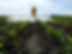 Bayer is making another push to resolve lawsuits linking the popular weedkiller Roundup to cancer, while exploring a bankruptcy filing for its Monsanto agriculture business in case the settlement plan fails, according to people familiar with the matter.