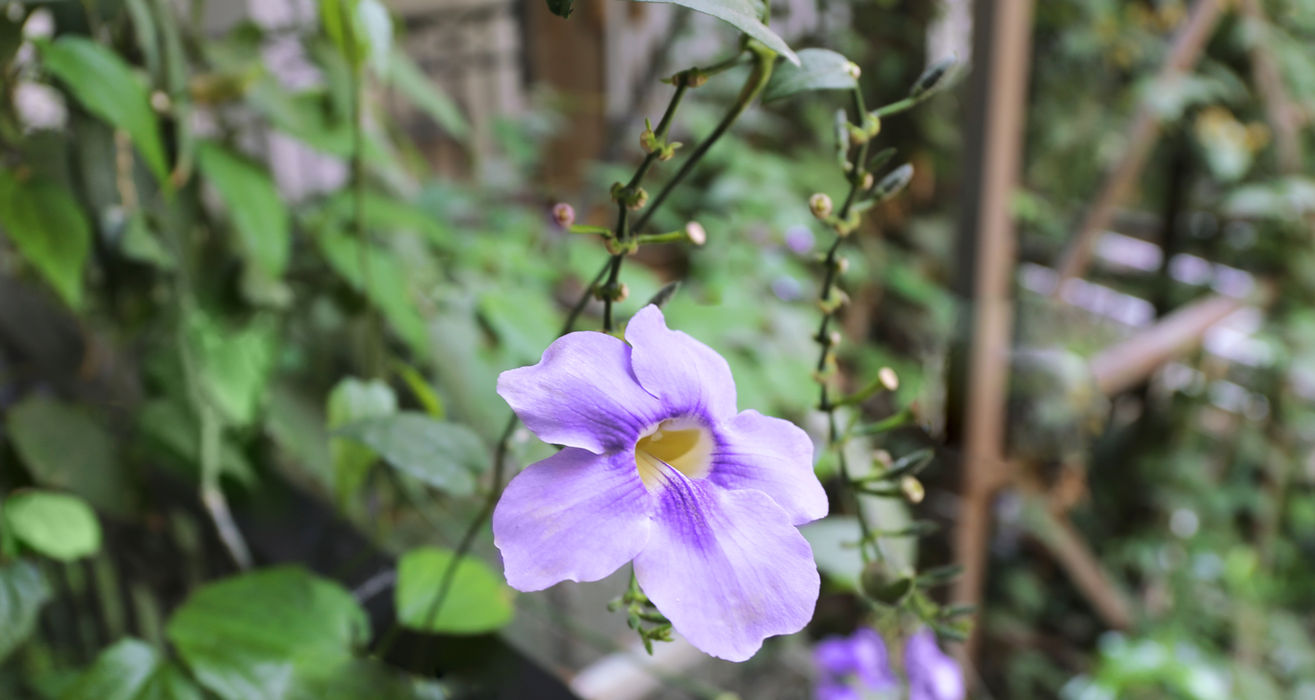 Blaue Blume in der Galerie My Site 16.