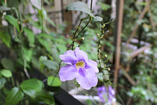 Purple Flower Close-Up