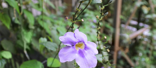 Άνοιξε δρόμο