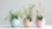 Eggshell Plants