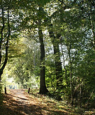 Forest Trail