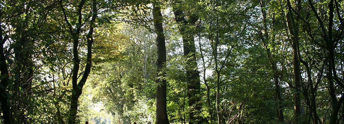 Forest Trail