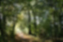 Waldweg