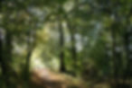 Waldweg, Wald, Lebensweg, Lebenspfad