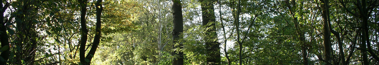 Waldweg