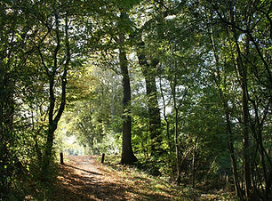 Waldweg