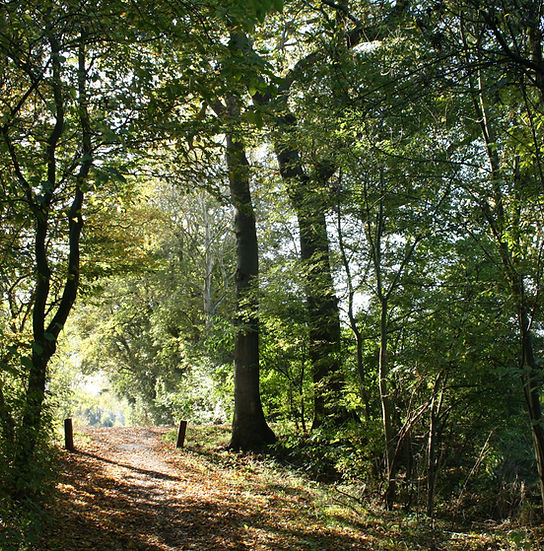 Forest Trail