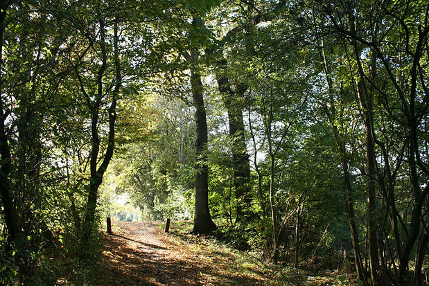 Waldweg