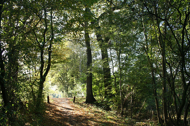 Forest Trail