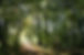 Forest Trail