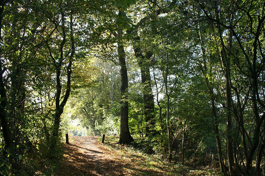 Forest Trail