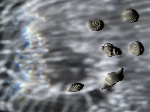 Seashells