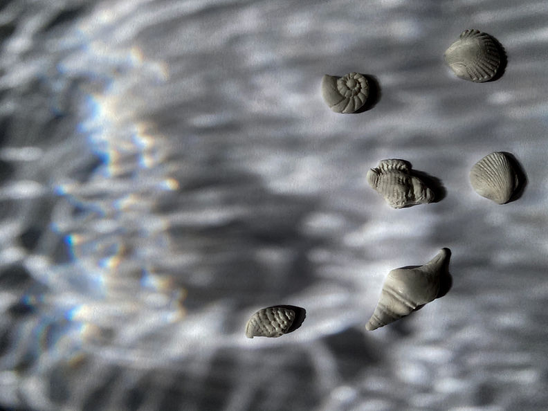 Shells On Textured Surface