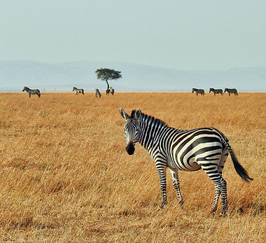 Masai Mara National Reserve Kenya