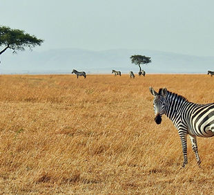 Réserve nationale du Masai Mara Kenya