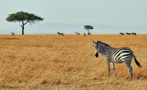 Masai Mara National Reserve Kenya