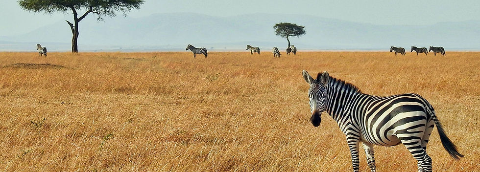 Masai Mara National Reserve Kenya