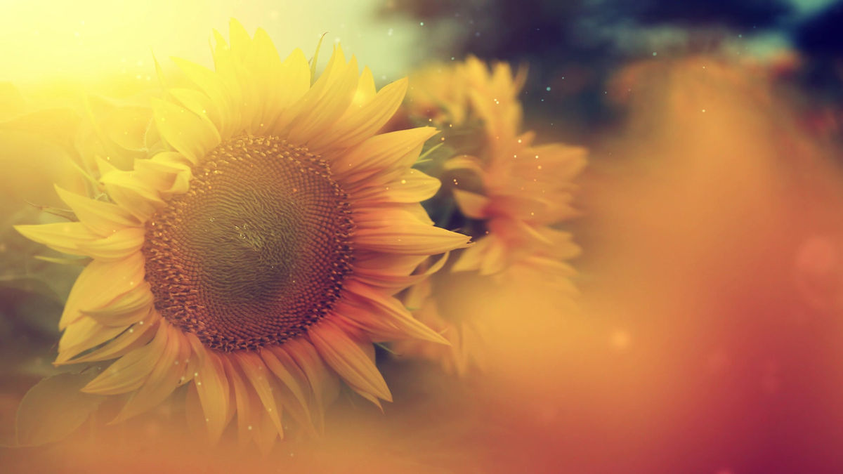 Le Soleil Natural and Organic Nail Salon and Spa