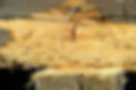 woodworm in beam