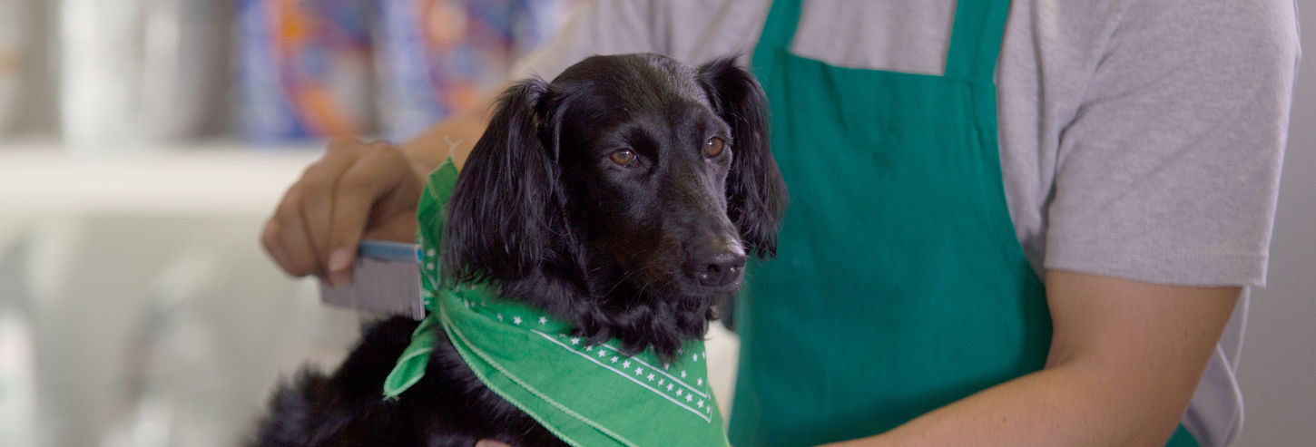 Cachorro Fofo com Bandana