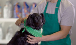 Bandana ile sevimli köpek