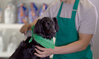 Dog getting bandanna